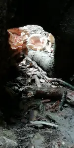 Pat 11 Stiekeme paddestoelen